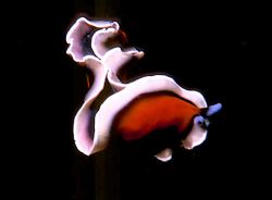 'ON the MOVE' Free swimming flatworm. Housed Nikon F; Nik... by Rick Tegeler 